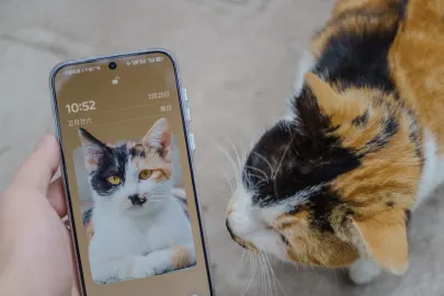 Vesper Kazino Mobilioji programa